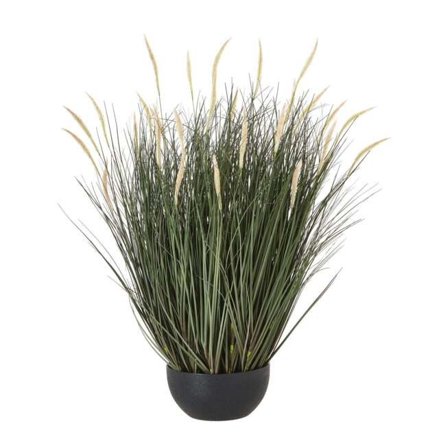 Large Fountain Grass Plant In Pot - image 1