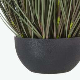Large Fountain Grass Plant In Pot - thumbnail 4