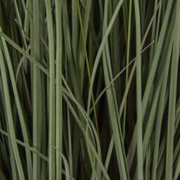 Large Fountain Grass Plant In Pot - thumbnail 3