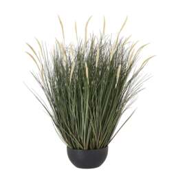 Large Fountain Grass Plant In Pot - thumbnail 1