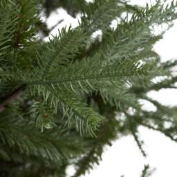 Large Pine Tree - thumbnail 3