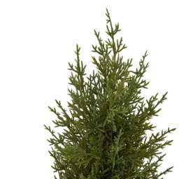 Small Green Fir Tree In Wood Log - thumbnail 2
