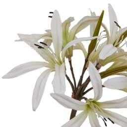 The Natural Garden Collection White Nerine Lily Stem - thumbnail 3