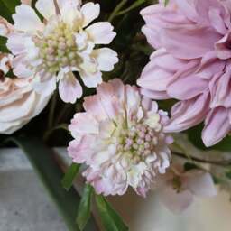 The Natural Garden Collection Pale Pink Scabious Stem - thumbnail 1
