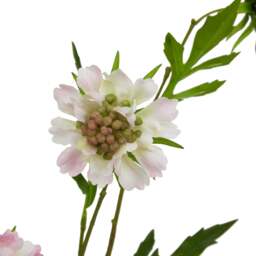 The Natural Garden Collection Pale Pink Scabious Stem - thumbnail 3