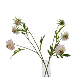 The Natural Garden Collection Pale Pink Scabious Stem - thumbnail 4