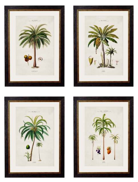 c.1843 Studies of South American Palm Trees - image 1