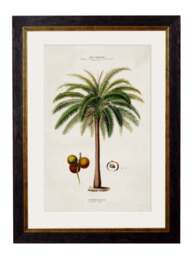 c.1843 Studies of South American Palm Trees - thumbnail 6