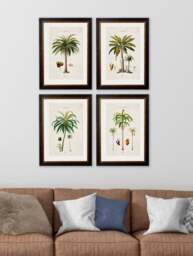 c.1843 Studies of South American Palm Trees - thumbnail 2