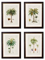 c.1843 Studies of South American Palm Trees - thumbnail 1