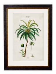c.1843 Studies of South American Palm Trees - thumbnail 5