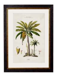 c.1843 Studies of South American Palm Trees - thumbnail 4
