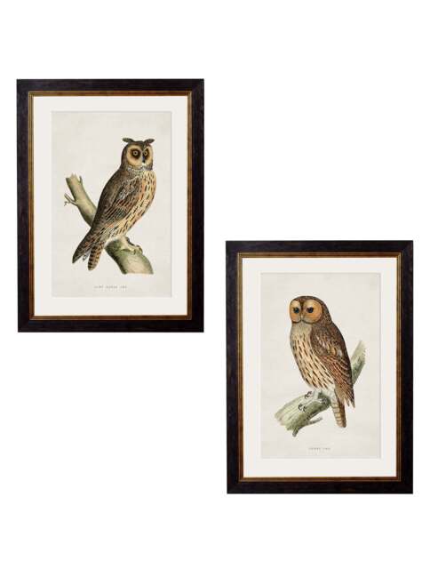 c.1870 British Owls - 38 x 50cm / Oxford Slim / Collection of 2