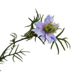 The Natural Garden Collection Purple Nigella Love In A Mist - thumbnail 3