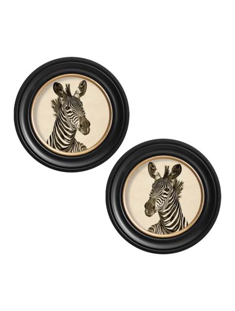 c1890 Zebra Illustrations in Round Frame - Dark - 44 x 44cm / Oxford Round / Collection of 2