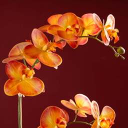 61Cm Real Touch Orange Phalaenopsis Orchid In Pot - thumbnail 4