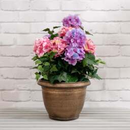 55Cm Pink/Purple Hydrangea In Pot