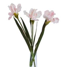 The Natural Garden Collection Pale Pink Fringed Iris - thumbnail 4