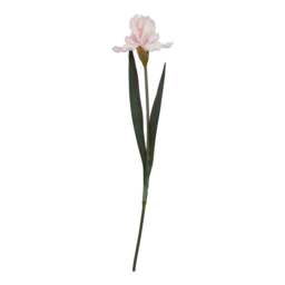 The Natural Garden Collection Pale Pink Fringed Iris - thumbnail 2