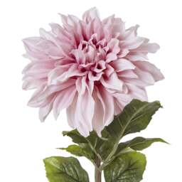 The Natural Garden Collection Pink Dahlia - thumbnail 3