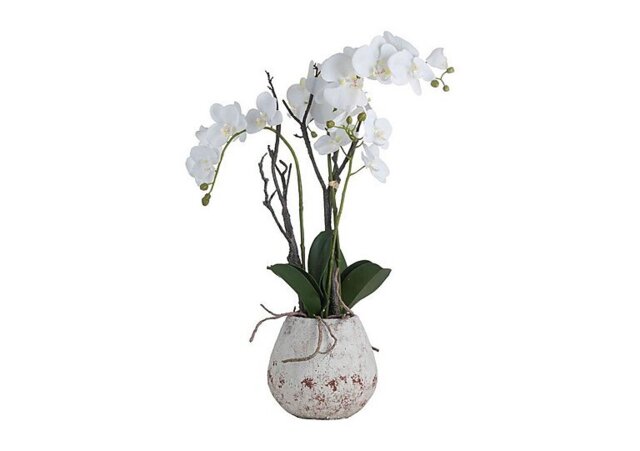 White Orchid in Rustic Stone Pot