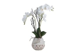 White Orchid in Rustic Stone Pot