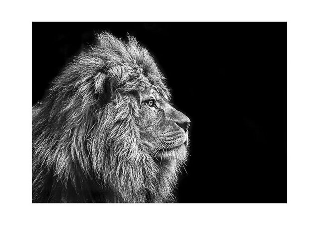 Leo Lion Glass Art - 100cm-x-70cm