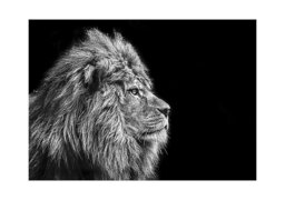 Leo Lion Glass Art - 100cm-x-70cm
