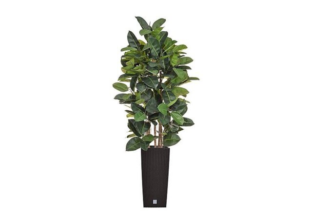 Ficus Elastica Tree in Black Pot