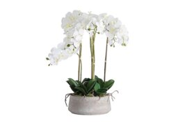 Large White Orchid Stone Pot