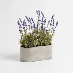 Scottish Everlastings 35cm Lavender in Oval Trough