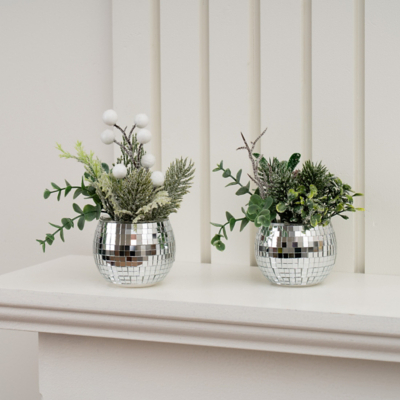 Scottish Everlastings Set of 2 Mirrorball Plants