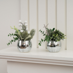 Scottish Everlastings Set of 2 Mirrorball Plants