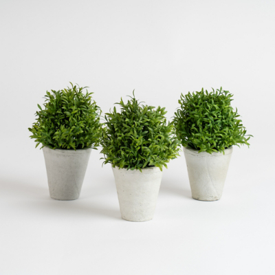 Scottish Everlastings Set of 3 Topiary Plants in Cement Pots
