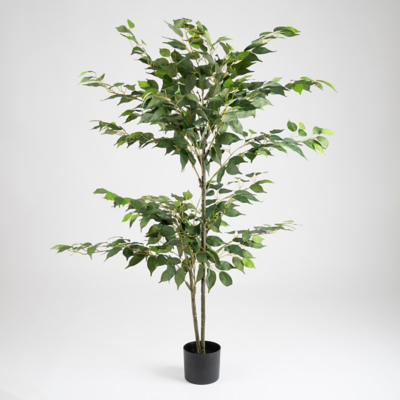 Scottish Everlastings 140cm Ficus Tree