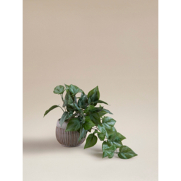 Green Artificial Trailing Leaf In Ceramic Pot