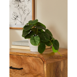 Green Pilea Plant