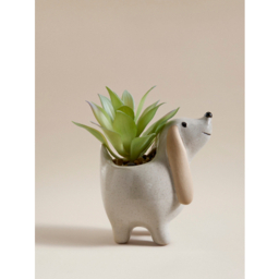 Cream Dog Succulent Plant