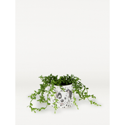 Disney 101 Dalmatians White Artificial Succulent