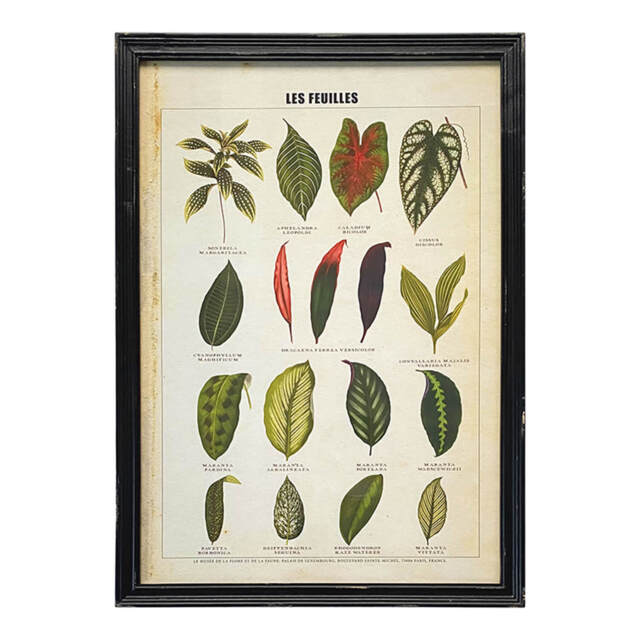 Graham and Green Framed Vintage Leaves Print - 50 x 70cm