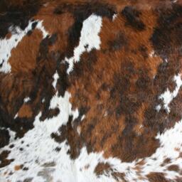 Graham and Green Tri Colour Cowhide Rug - thumbnail 2