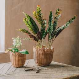 Graham and Green Set of Two Woven Petal Planters - thumbnail 1