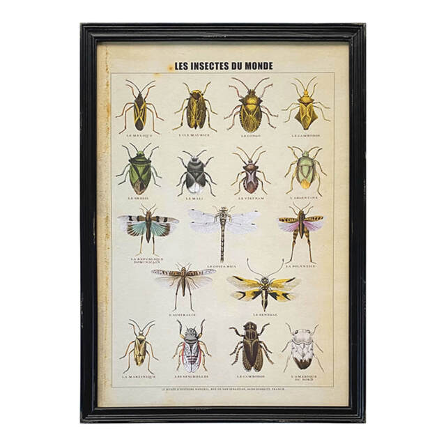 Graham and Green Framed Vintage Insects Print