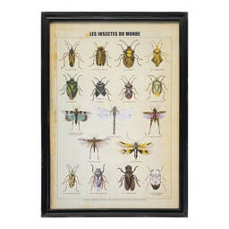 Graham and Green Framed Vintage Insects Print