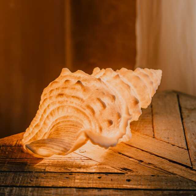 Graham and Green White Seashell Table Lamp - image 1
