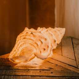 Graham and Green White Seashell Table Lamp - thumbnail 1