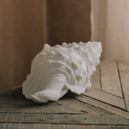 Graham and Green White Seashell Table Lamp - thumbnail 2
