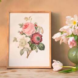 Graham and Green Framed Rose Anemonastrum Clematis Print