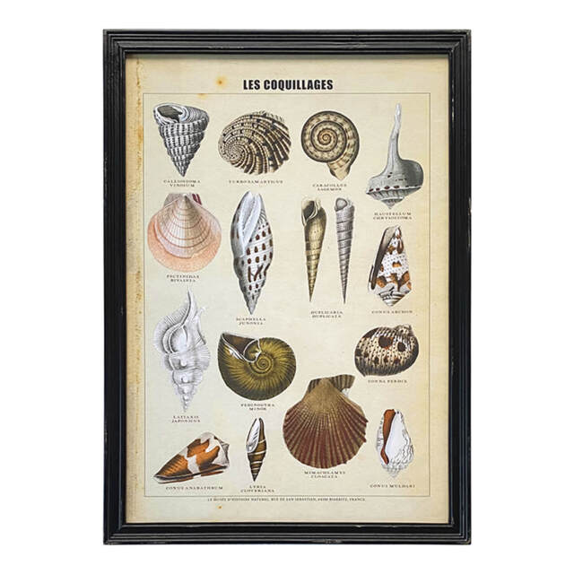 Graham and Green Framed Vintage Shells Print - 50 x 70cm