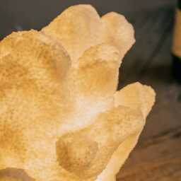 Graham and Green Elkhorn Coral Table Lamp - thumbnail 3